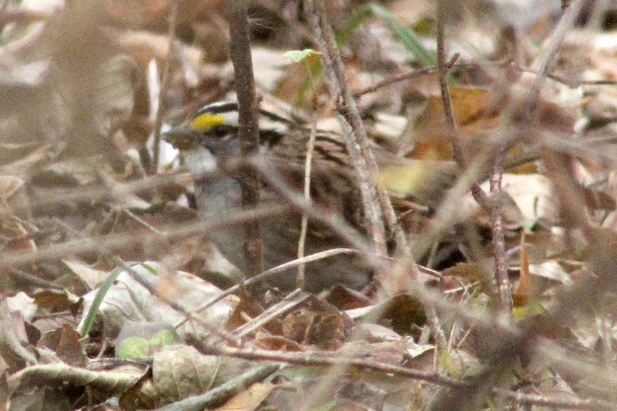 White-throated Sparrow - ML507545691