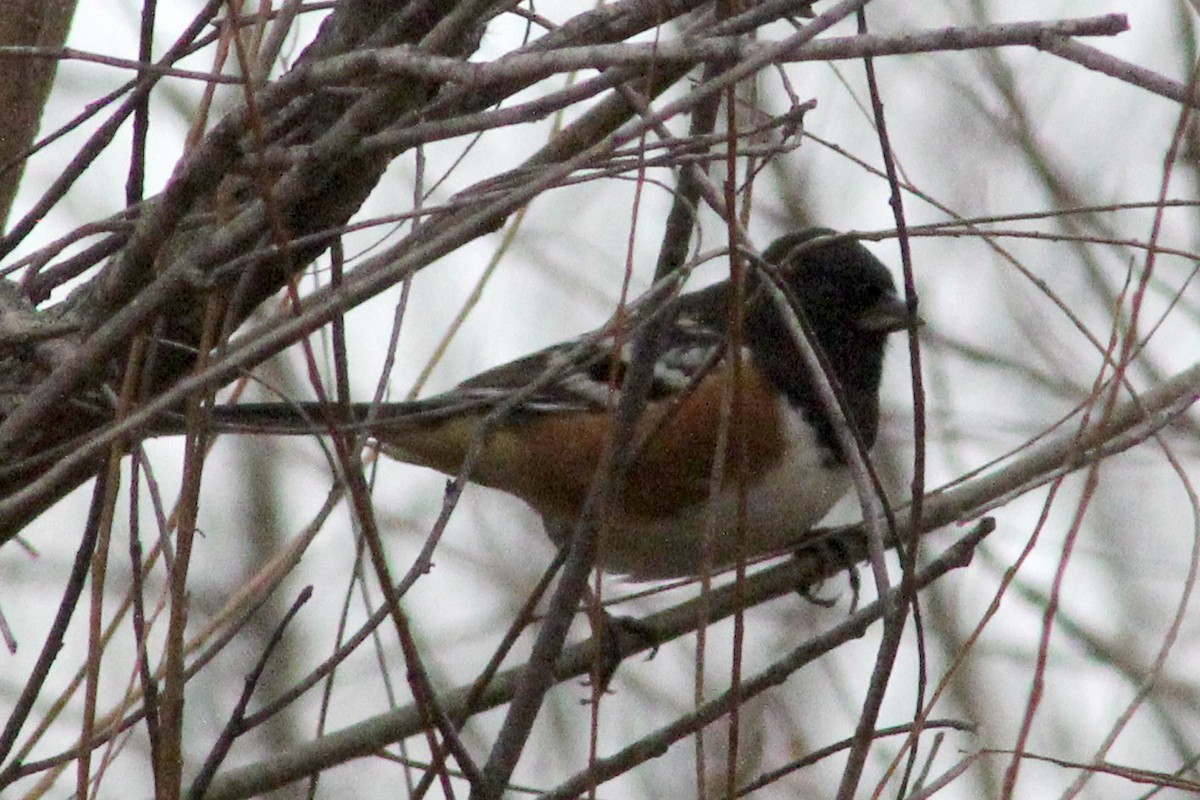 Spotted Towhee - ML507545781