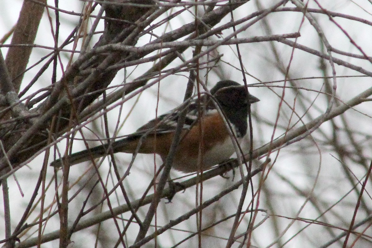 Spotted Towhee - ML507545791