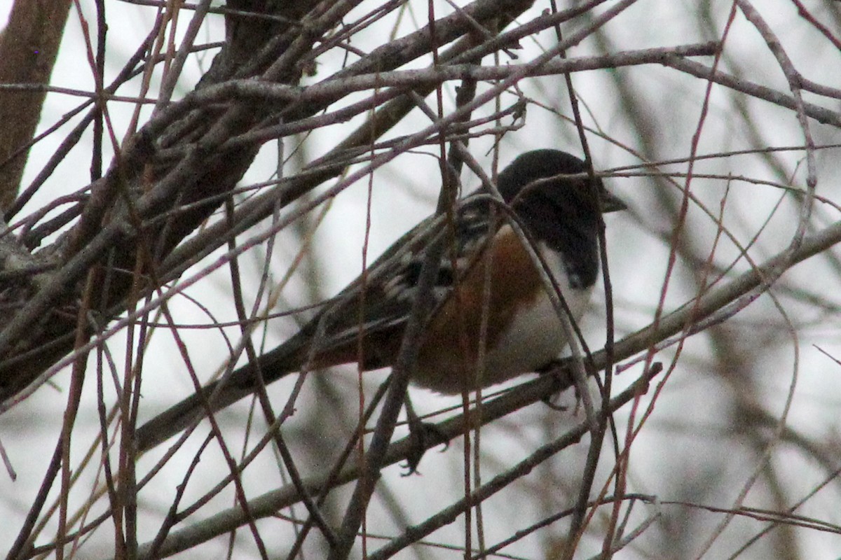 Spotted Towhee - ML507545801