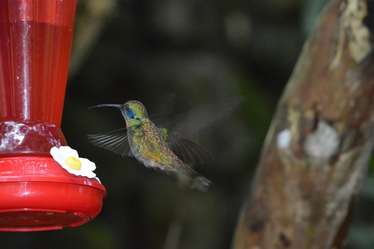 kolibřík modrolící - ML50754581