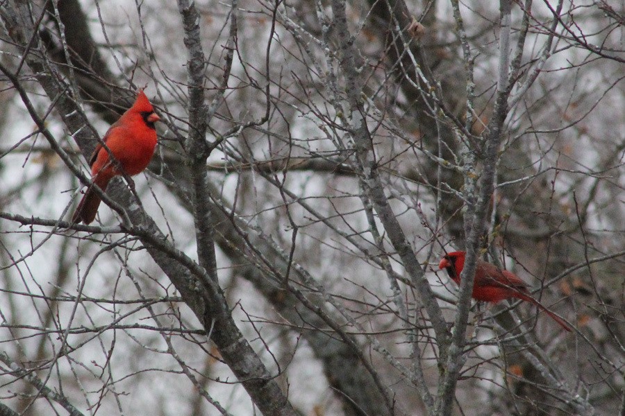 Northern Cardinal - ML507545911
