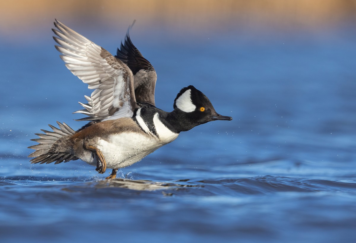 Hooded Merganser - ML507545961