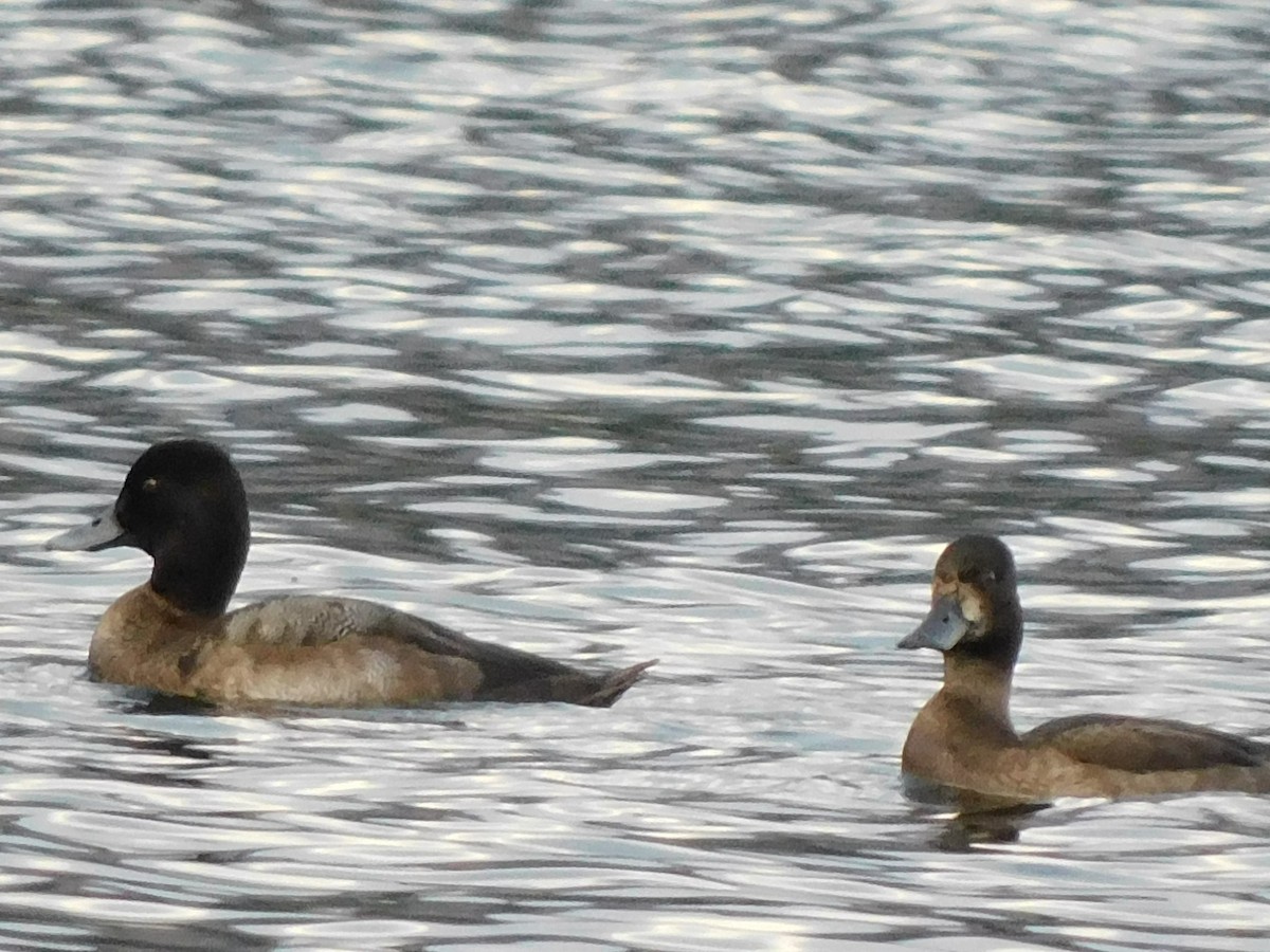 Greater Scaup - ML507546181