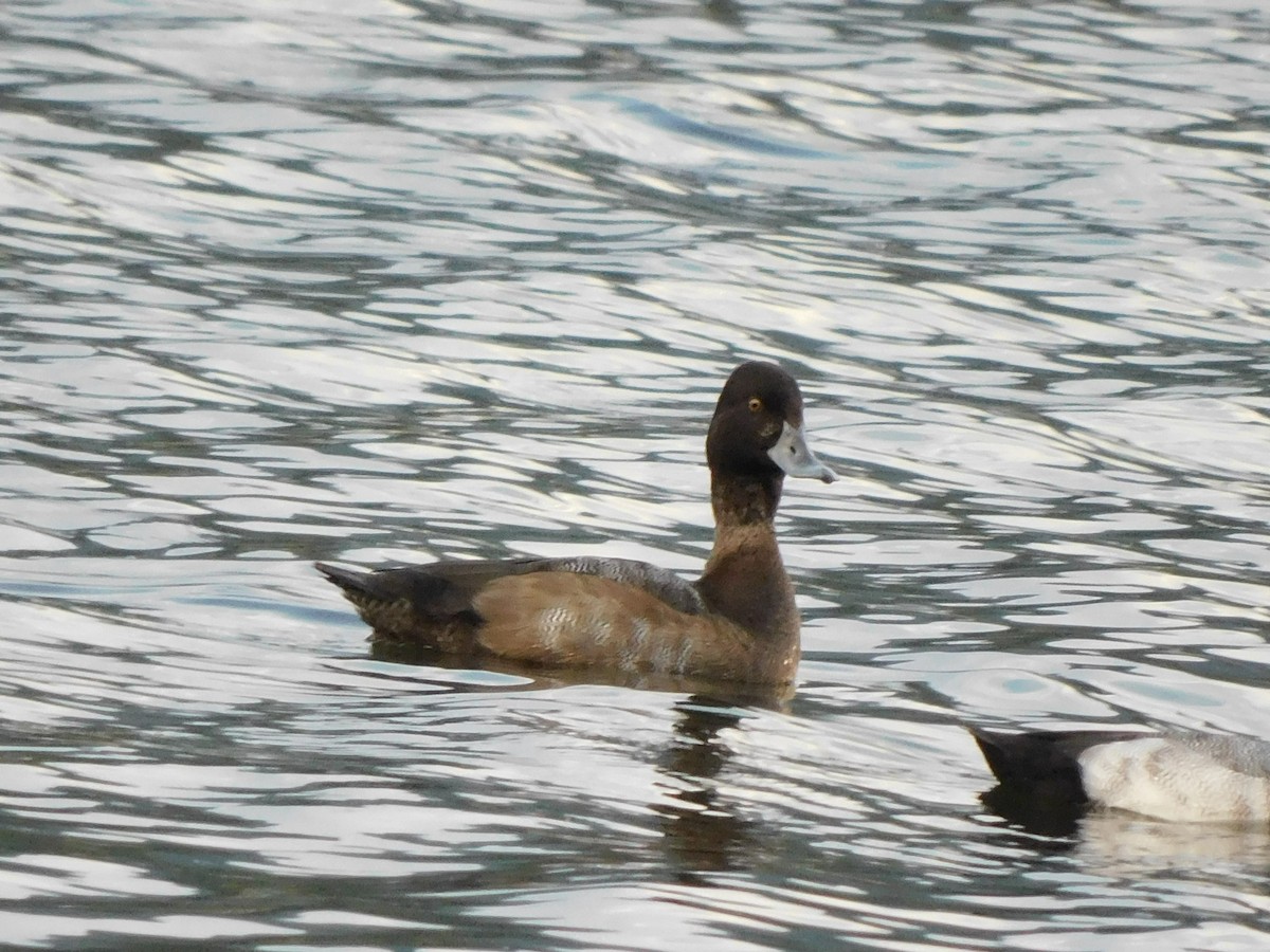 Greater Scaup - ML507546201