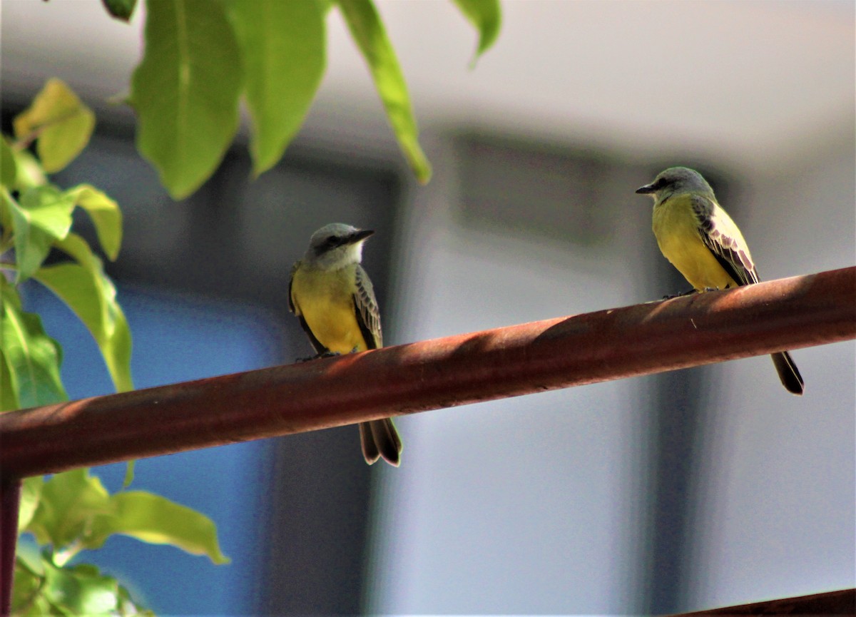 Tropical Kingbird - ML507546431