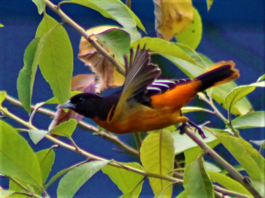 Oriole de Baltimore - ML507546491