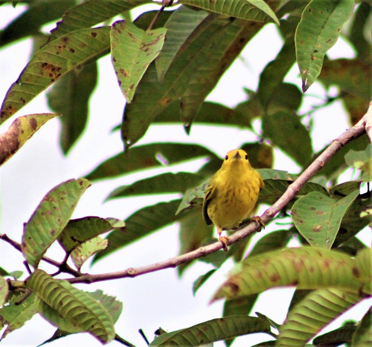 Yellow Warbler - ML507546621