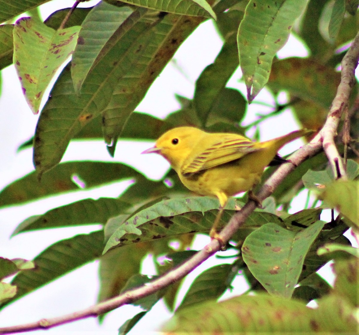 Paruline jaune - ML507546631