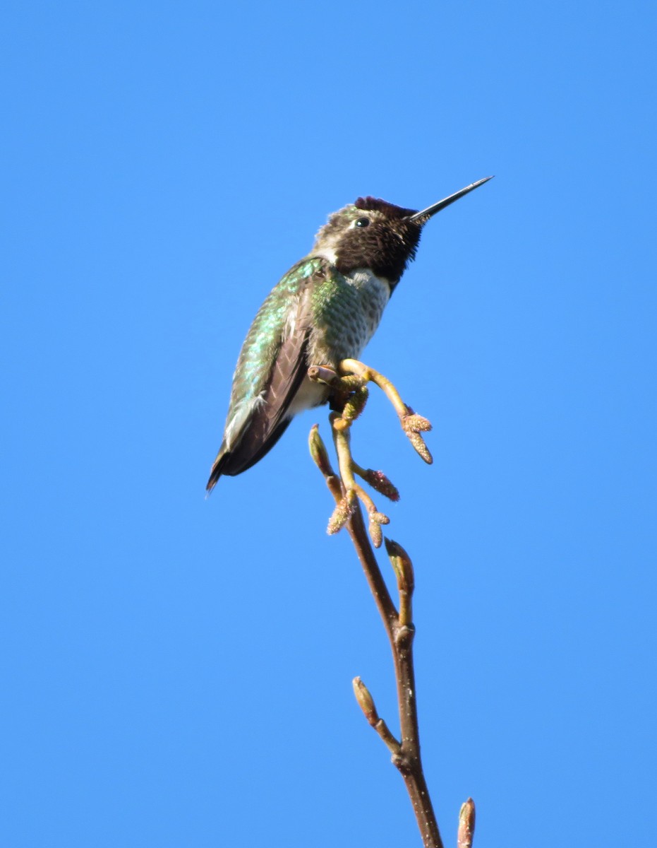Anna's Hummingbird - ML50754691