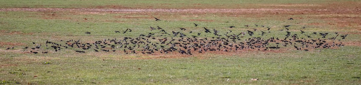 Brown-headed Cowbird - ML507547221