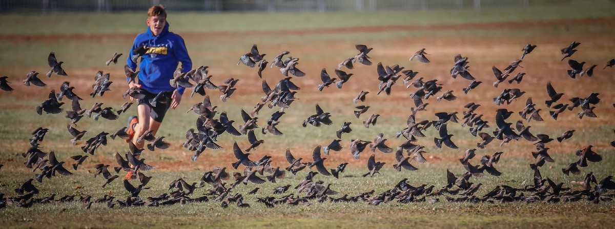 Brown-headed Cowbird - ML507547231