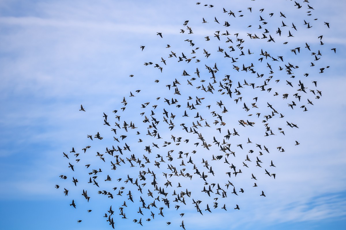 Brown-headed Cowbird - ML507547241
