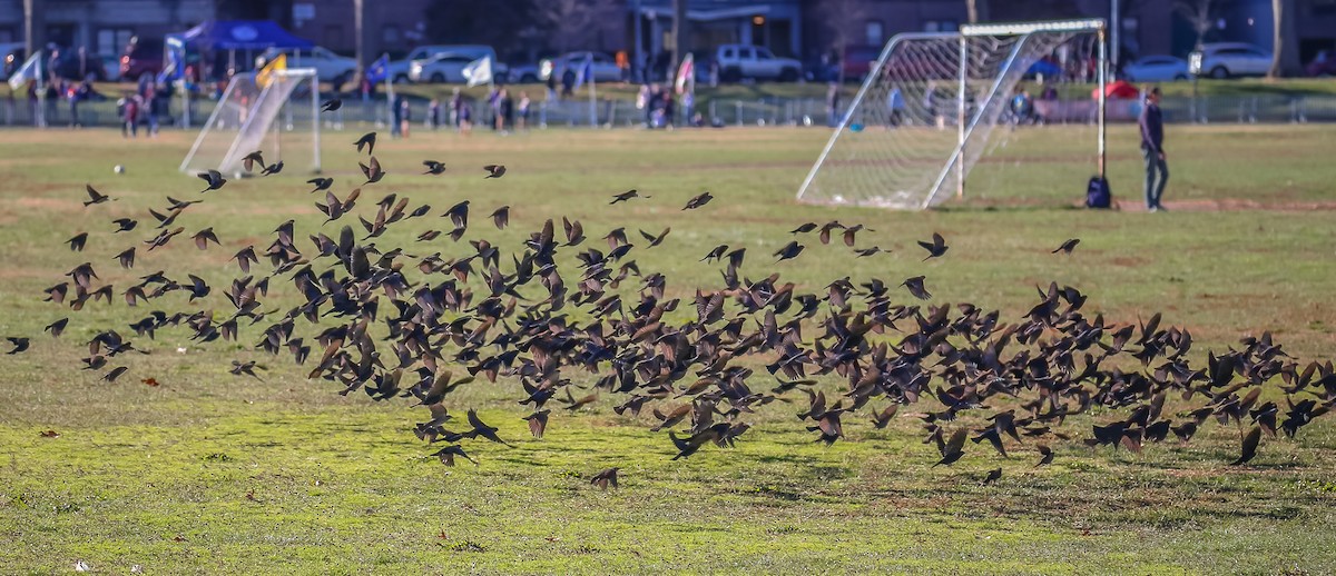 Brown-headed Cowbird - ML507547251
