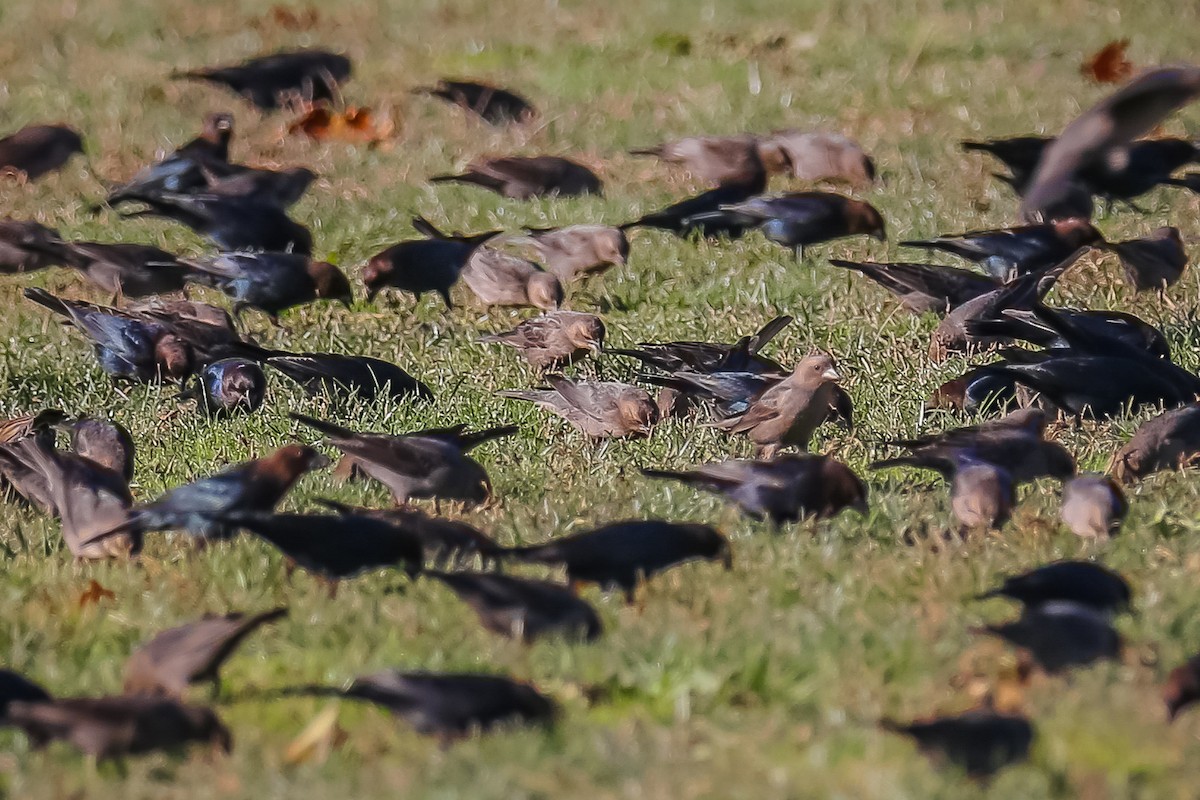 Brown-headed Cowbird - ML507547261