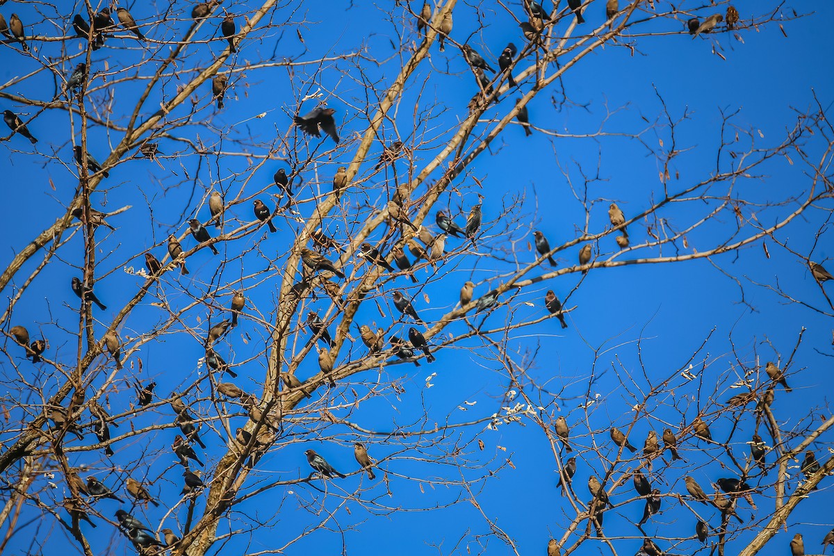 Brown-headed Cowbird - ML507547281