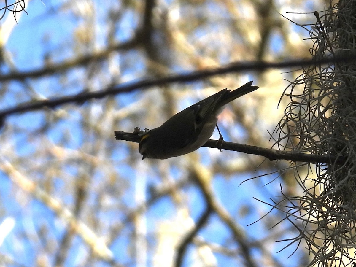 Golden-crowned Kinglet - ML507547991