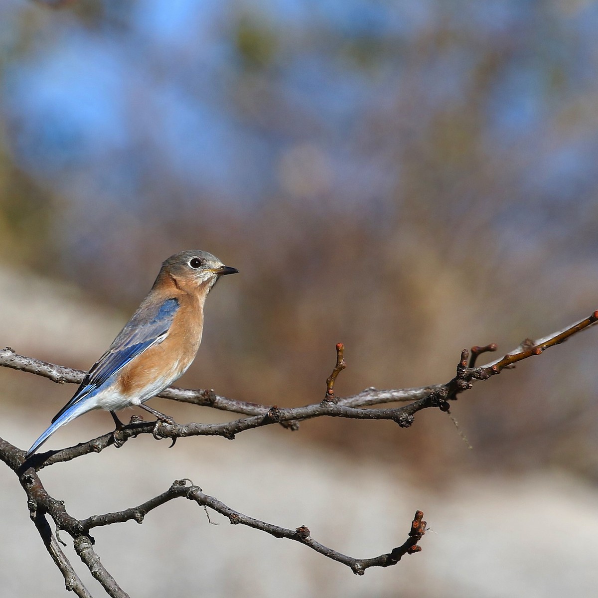 Eastern Bluebird - ML507549301