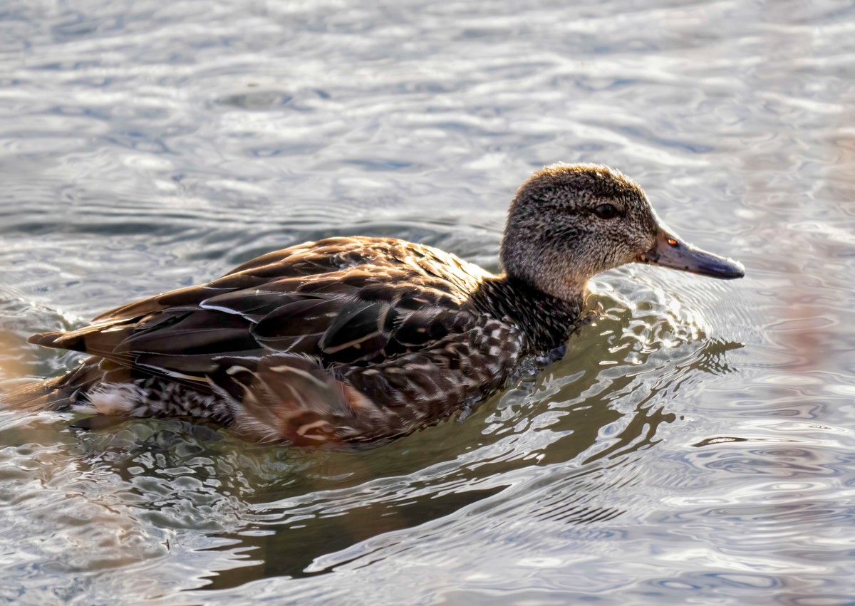 Green-winged Teal - ML507549941