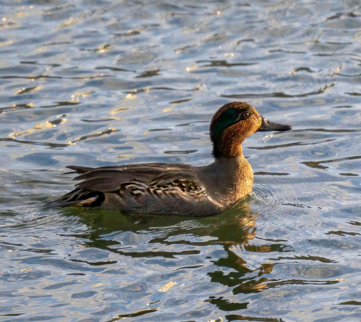 Green-winged Teal - ML507549951