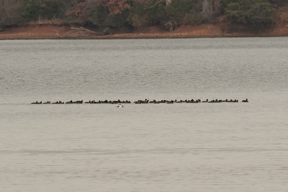 American Coot - ML507551581