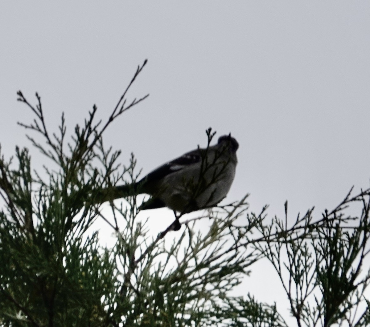 Northern Mockingbird - ML507552131