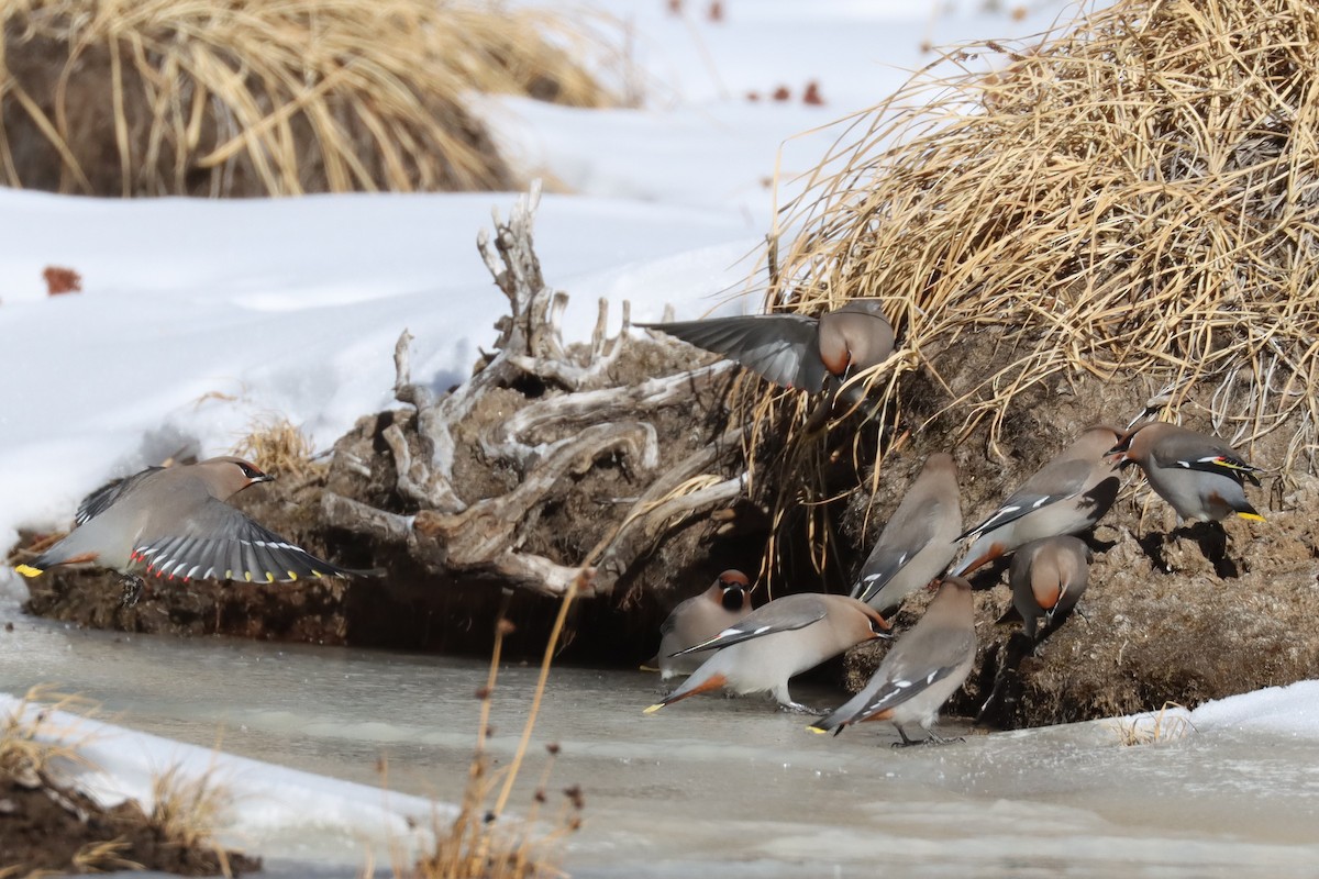 Bohemian Waxwing - Adrian Lakin