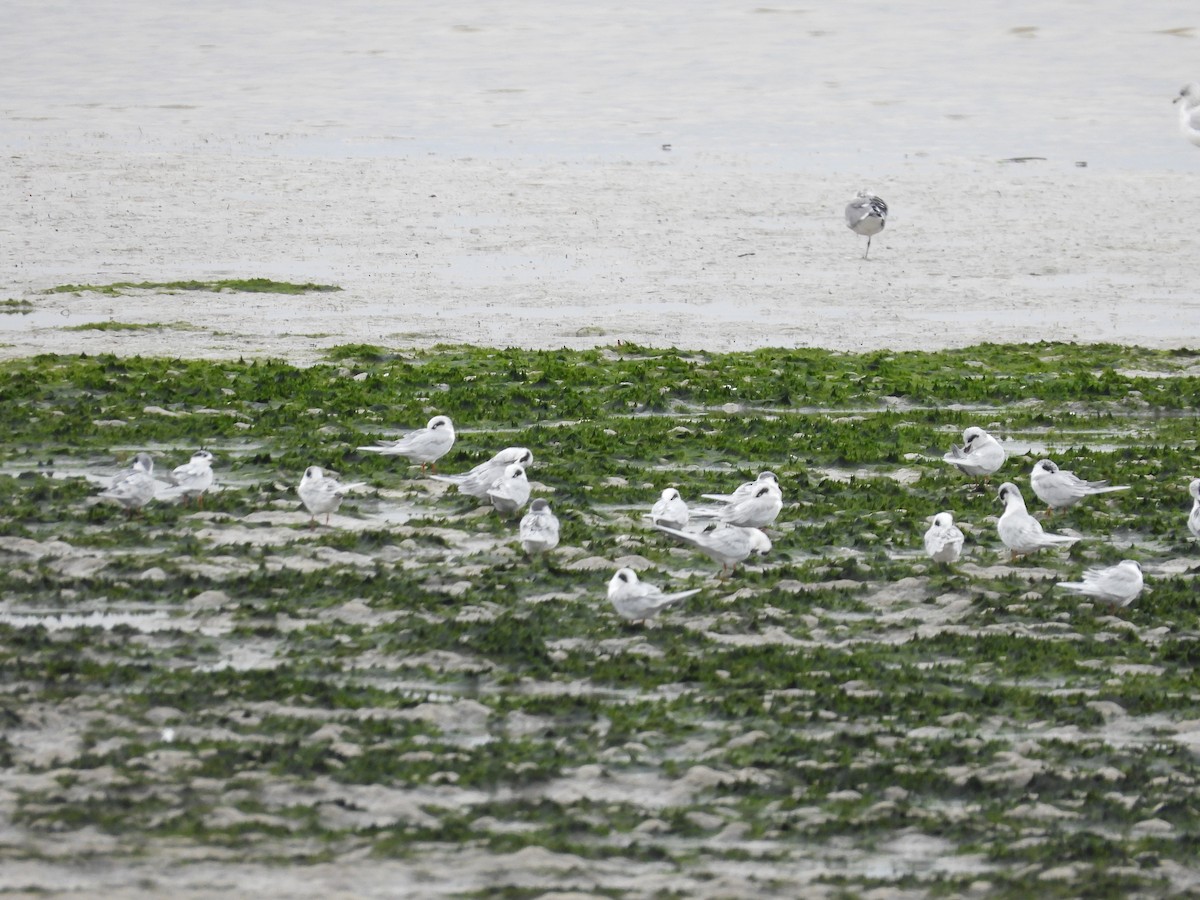 Forster's Tern - ML507554691