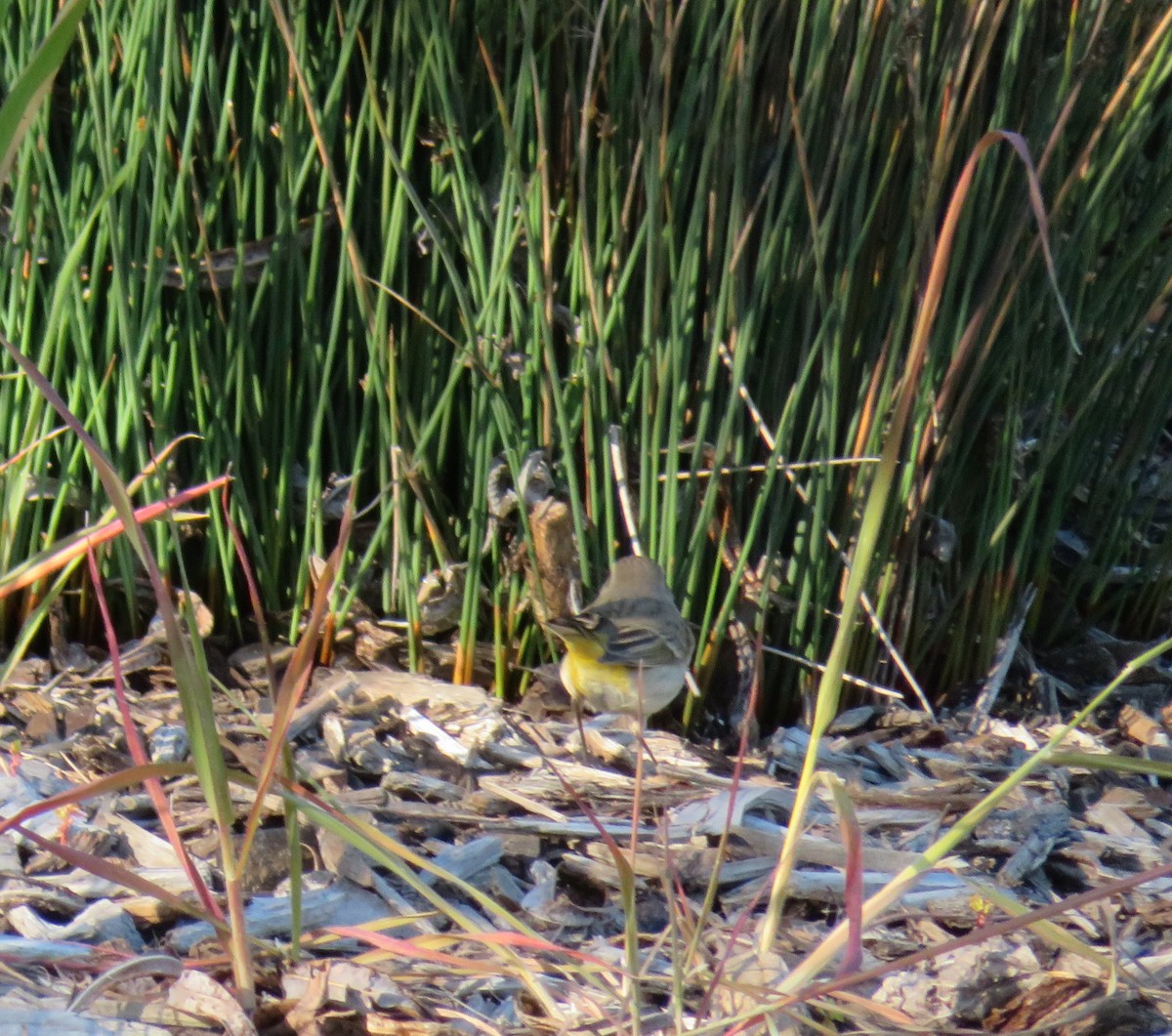 Palm Warbler - ML50755651