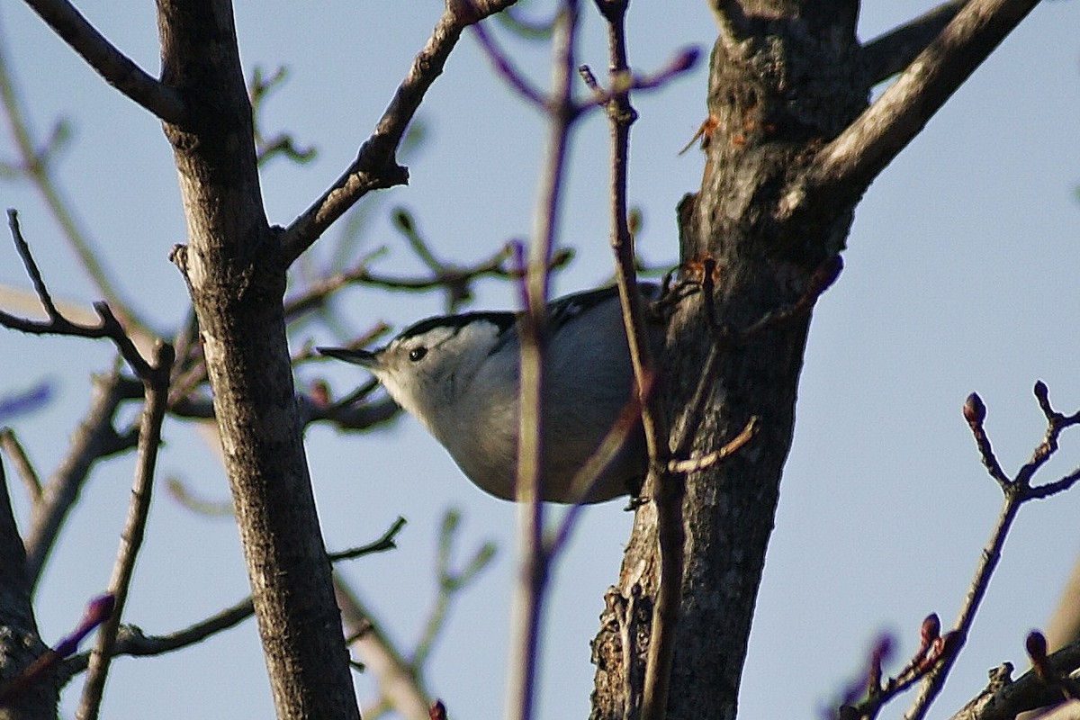 White-breasted Nuthatch - ML50755891
