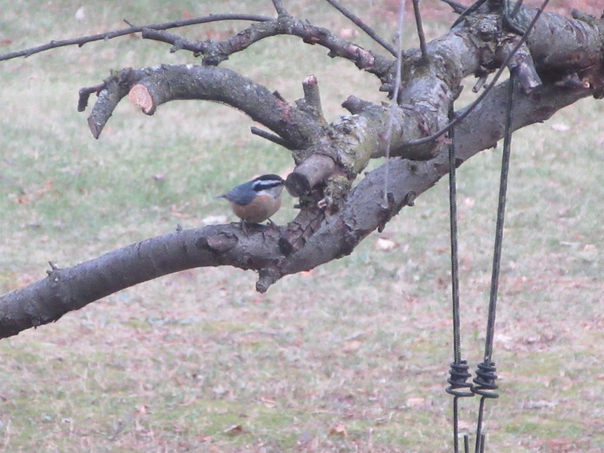 Red-breasted Nuthatch - ML507559601