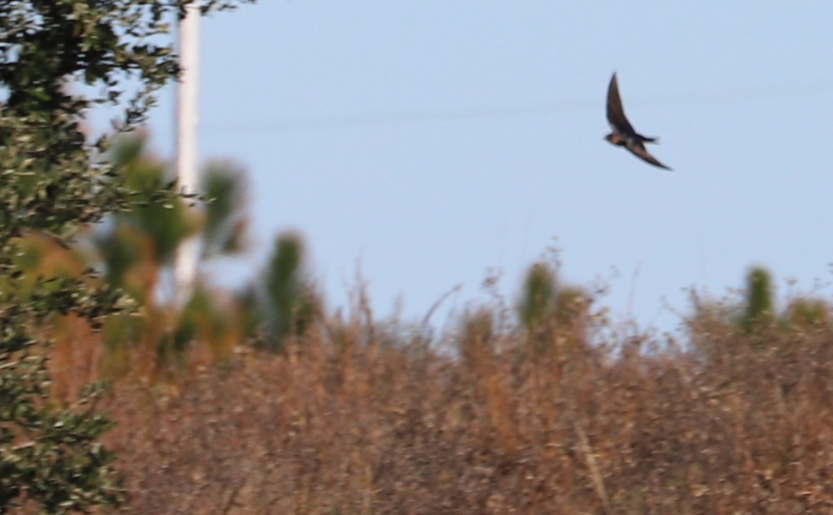 Barn Swallow (American) - ML507560301