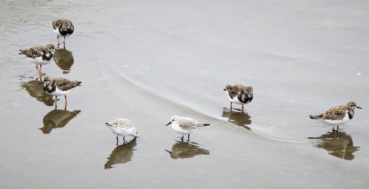 Bécasseau sanderling - ML507560811