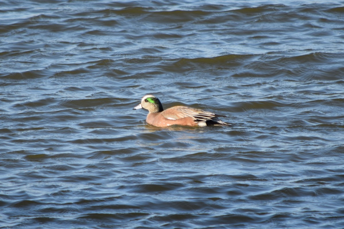 American Wigeon - ML507561971