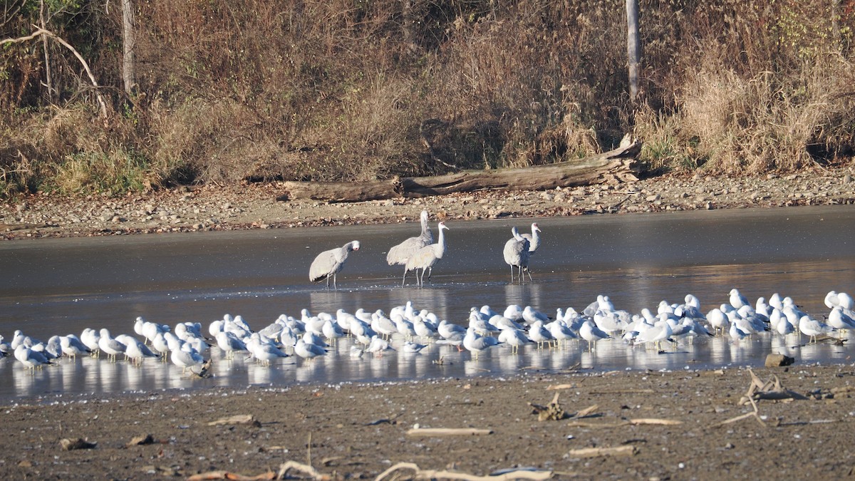 Sandhill Crane - ML507562501