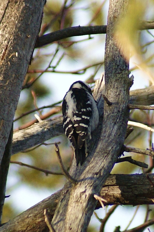 Downy Woodpecker - ML50756311