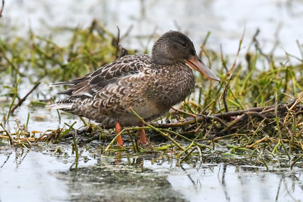 eBird Checklist - 26 Nov 2022 - Lake Apopka Wildlife Drive - 72 species