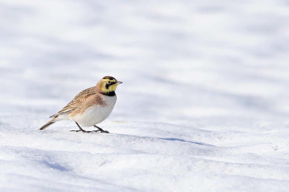 Horned Lark - Evan Lipton