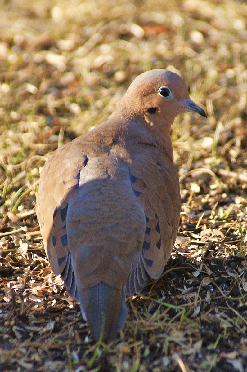 Mourning Dove - ML50756551
