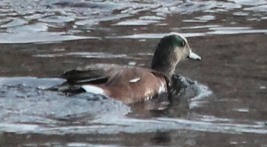 American Wigeon - Lorraine Lanning