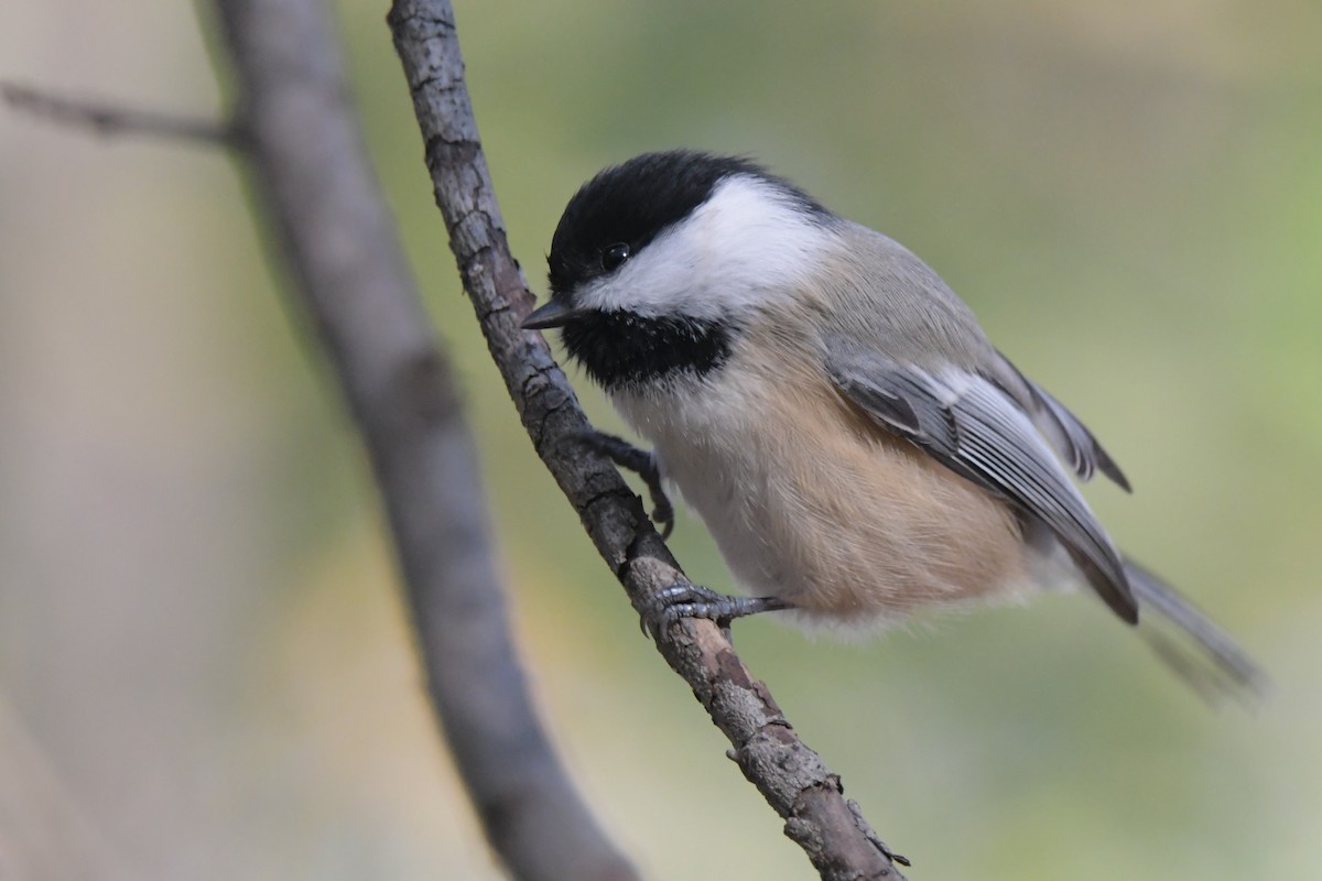 Black-capped Chickadee - ML507567261