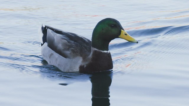 Mallard - ML507568161