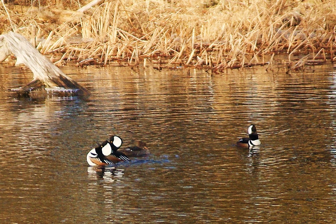 Hooded Merganser - ML50756841
