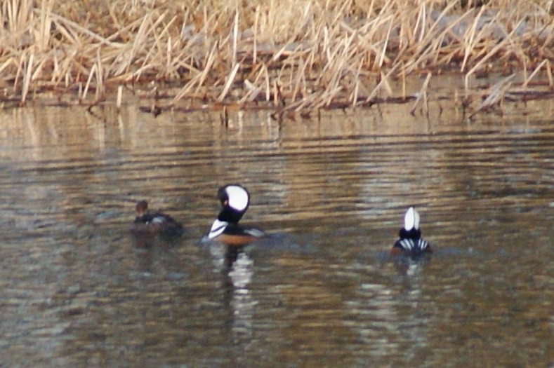 Hooded Merganser - ML50756871