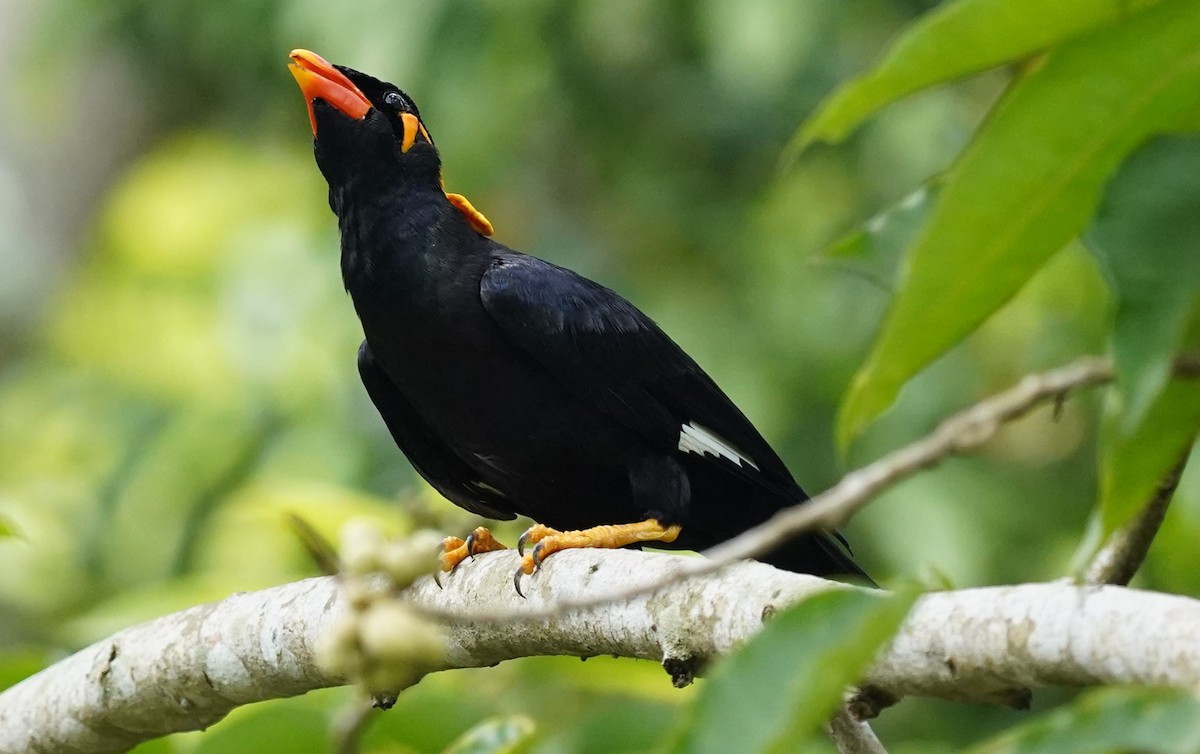 Common Hill Myna - Shashank Mohan