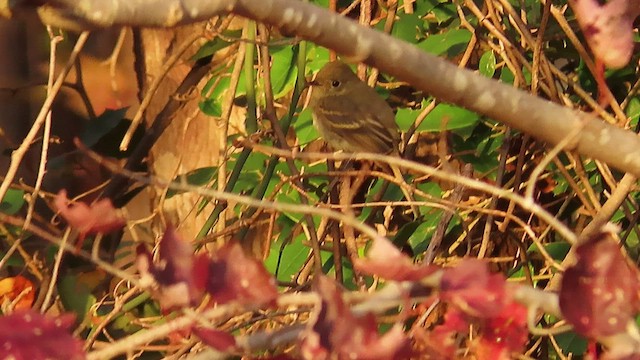 Western Flycatcher - ML507570211