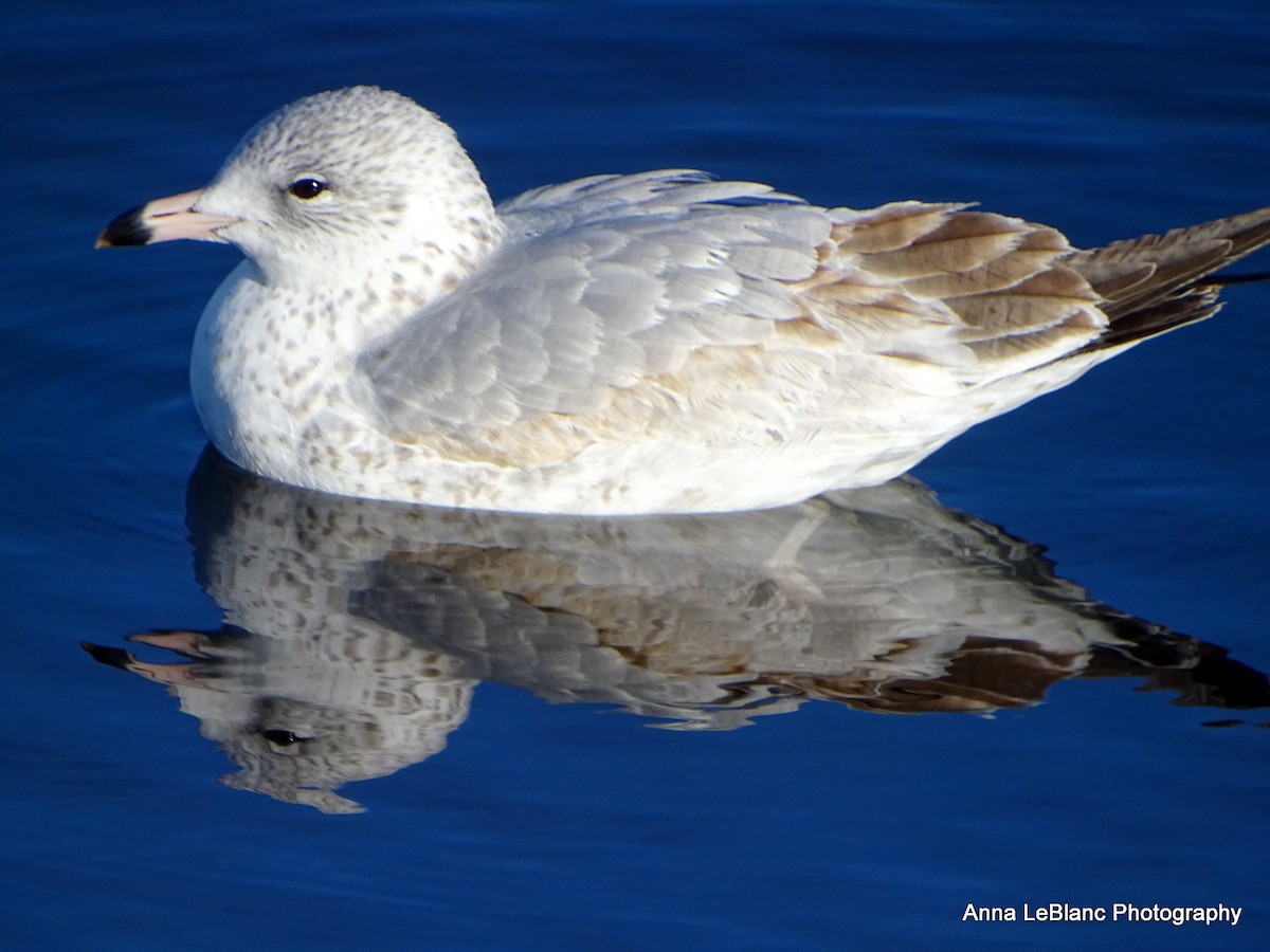 Ring-billed Gull - ML507570301