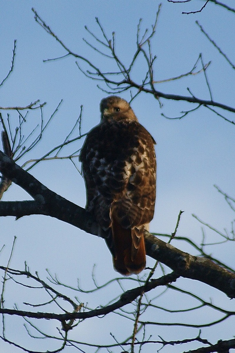 Red-tailed Hawk - ML50757041
