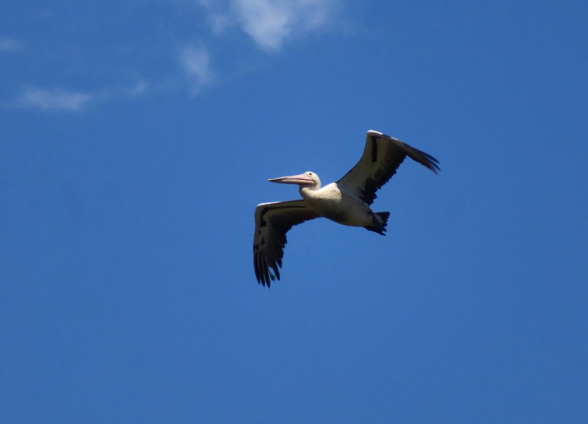 pelikán australský - ML507570411