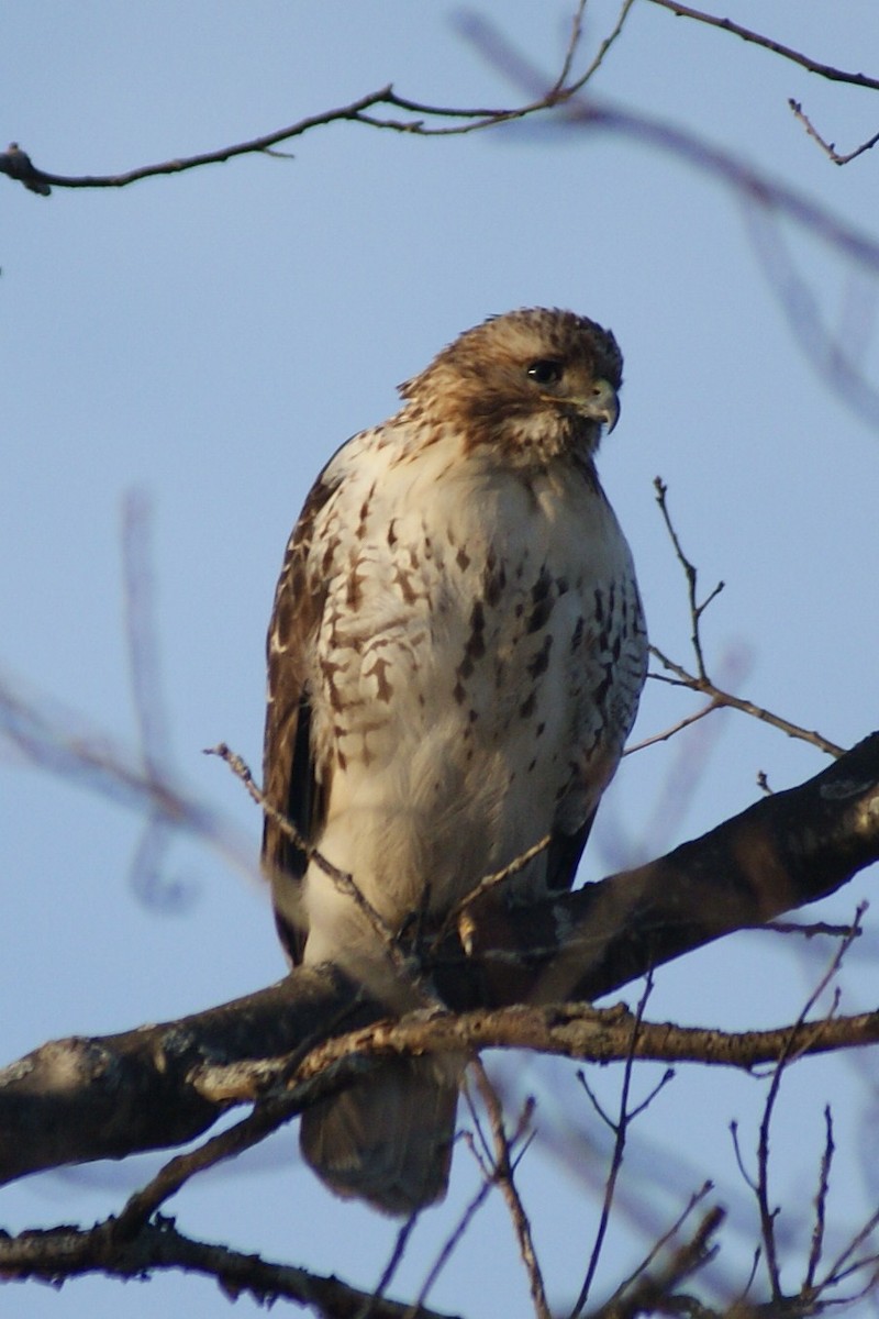 Red-tailed Hawk - ML50757051